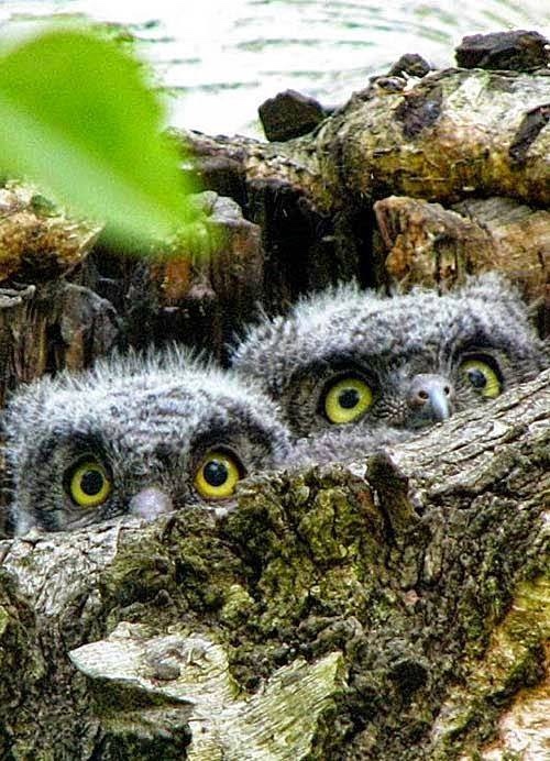 Любительские и профессиональные фотографии Сов (выпуск 2)