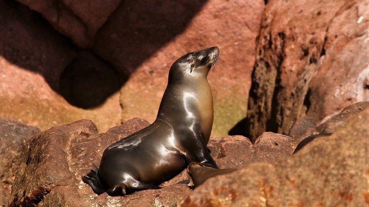 Любителям природы - профессиональные фотографии (выпуск 4)