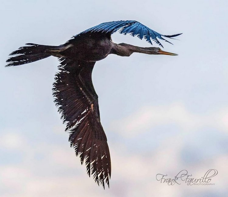 Любителям природы - профессиональные фотографии (выпуск 4)
