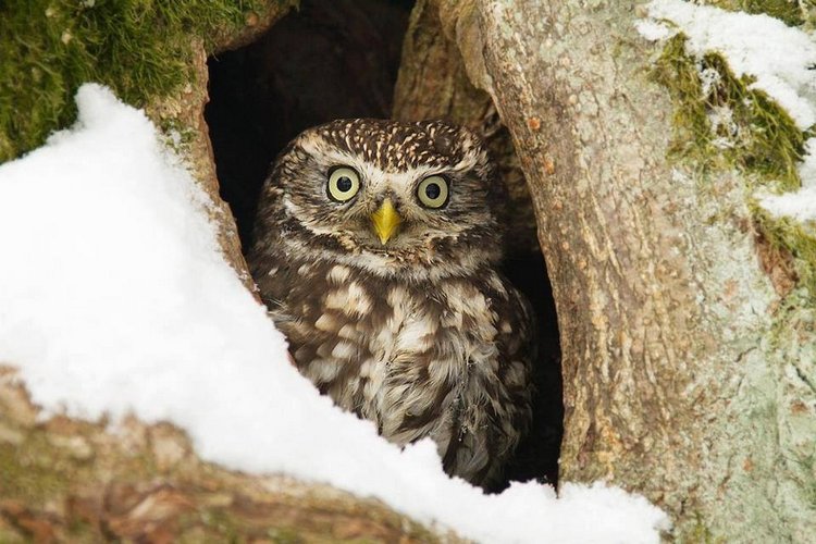 Любительские и профессиональные фотографии Сов (выпуск 2)