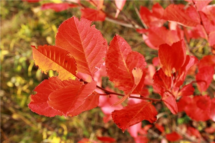 Кейт - Девочка Осень — Антикварные куклы Armand Marseille (AM): молд 390