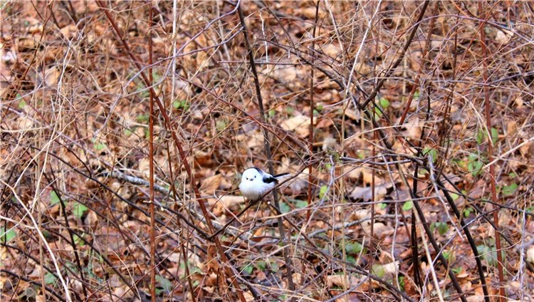 Тверской "Луксор" — Куклы Meadow dolls (Медовушки): BJD (БЖД)