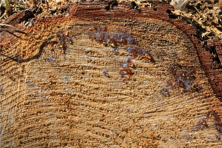 Савватьева Пустынь, Тверская область (фото 7)