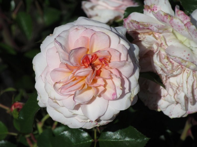 Горячее солнышко Кисловодска