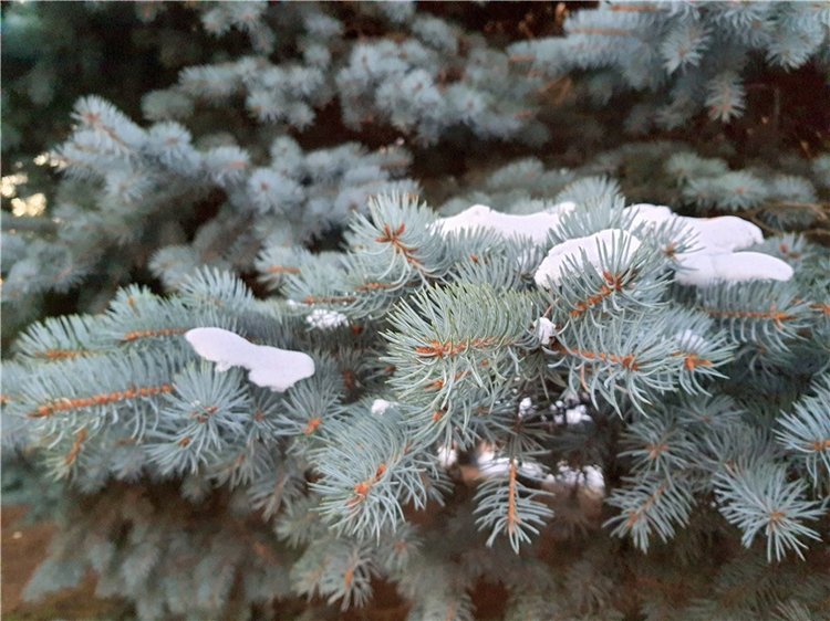 Декабрьская Тверь — Туризм и путешествия: фотоотчеты из поездок