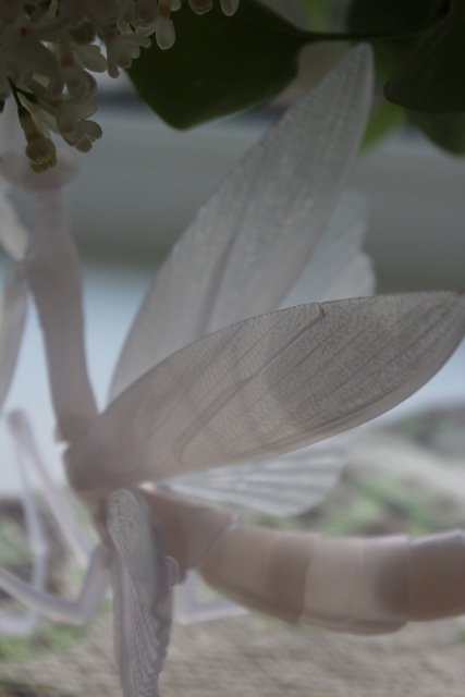 Нежный хищник | Бэйбики Нежный хищник — Коллекционные экшн (фото 4)