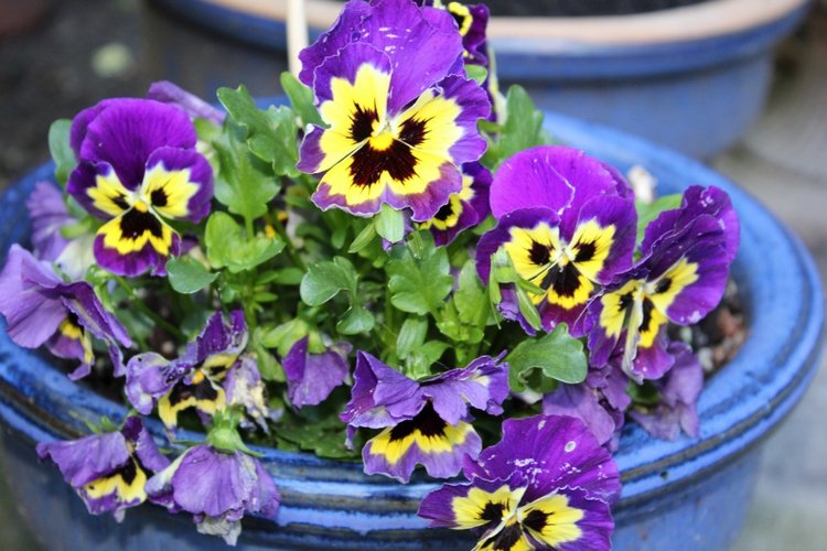 Sonja гуляет в саду. Коллекционная кукла от Helen Kish (фото 9)