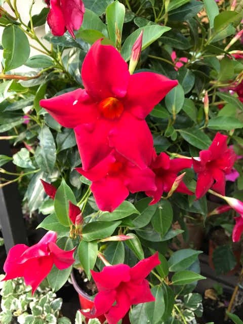 Таша Wonderfrog в Черногории