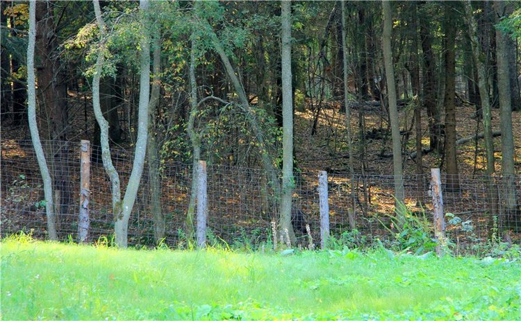 Нийя. Воспоминание об осени, Чукавино, Эко-Лэнд (фото 7)