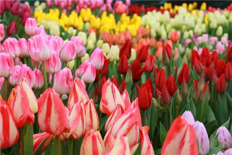 Тюльпановый Рай, продолжение. Выставка тюльпанов в Твери. Mini Layla elf Sunkissed skin от Kaye Wiggs