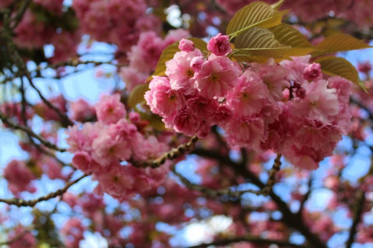 Цветущая Сакура. Прогулка по парку с Алисой. Весенние зарисовки (фото 3)