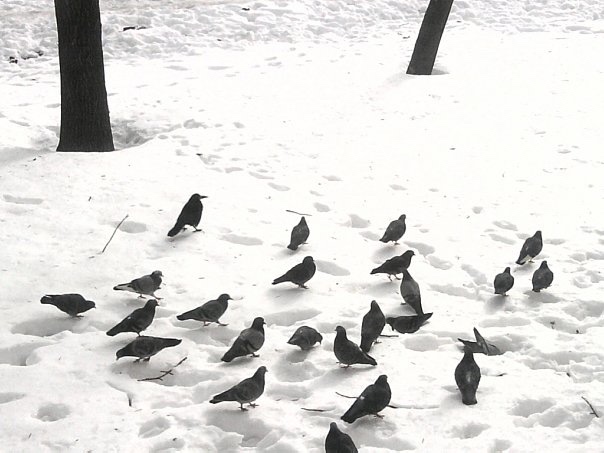 1 апреля — Международный день птиц