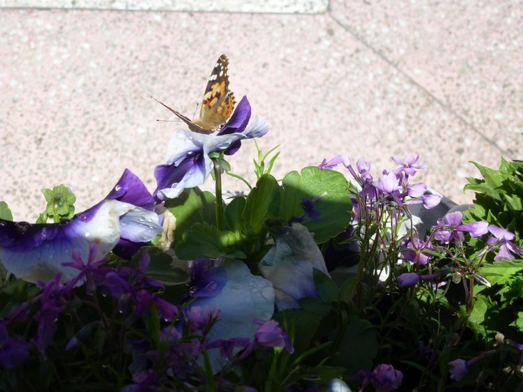 Сочи-Адлер: Южное Взморье - Мои любимые куколки на отдыхе