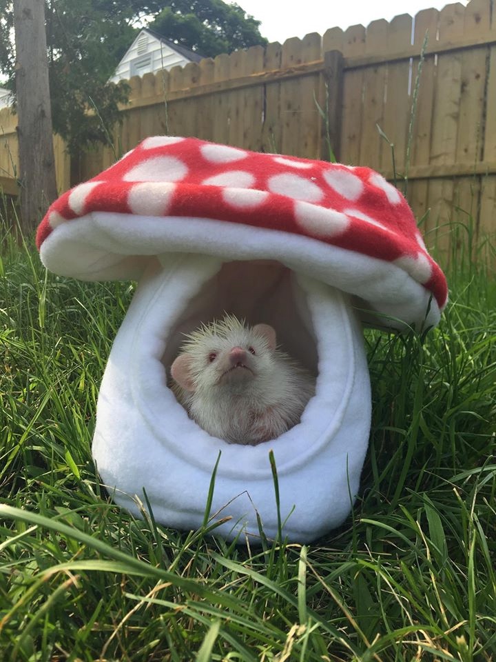 Любительские фотографии Ежей (выпуск 1) | Бэйбики Любительские фотографии Ежей (выпуск 1)