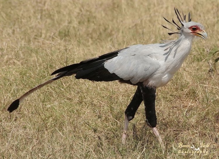 Любителям природы - профессиональные фотографии (выпуск 4)