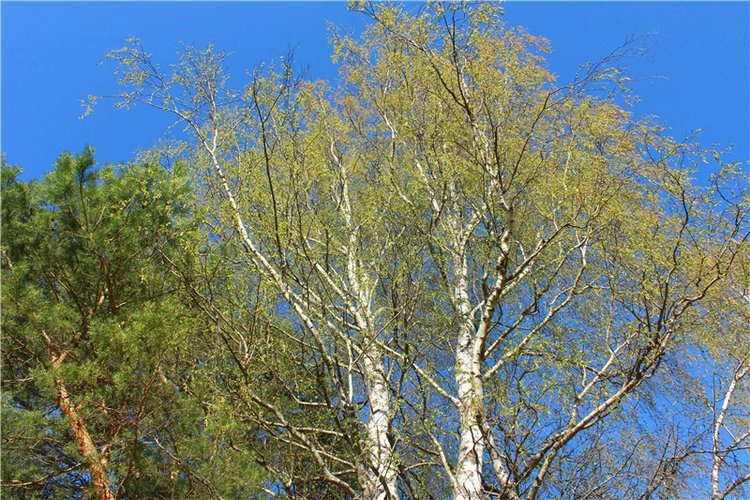 Прогулка Софи. Lati HoneyBee New Mystic Sophie | Бэйбики Прогулка Софи. Lati HoneyBee New Mystic Sophie