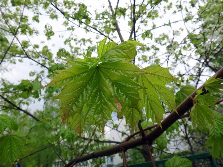 Просто Весна — Красивая природа и цветы: фото пейзажей