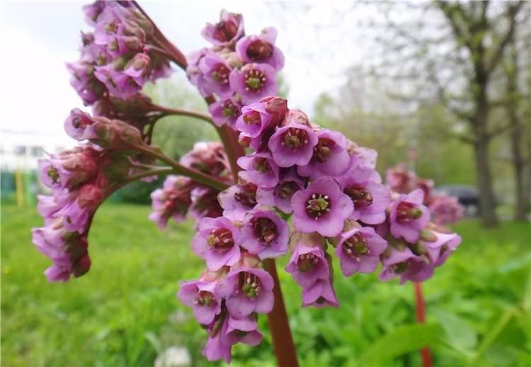 Просто Весна — Красивая природа и цветы: фото пейзажей