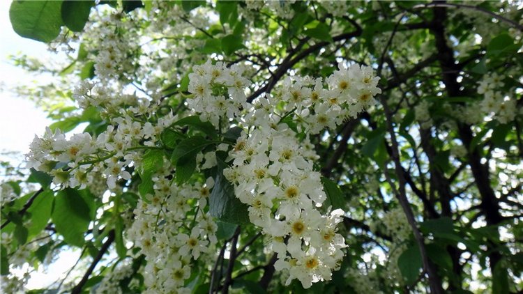 Просто Весна — Красивая природа и цветы: фото пейзажей