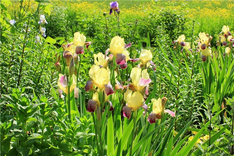 "Троицкие гуляния" в Василёво, 2019 год. Архитектурно-этнографический музей под открытым небом Василёво