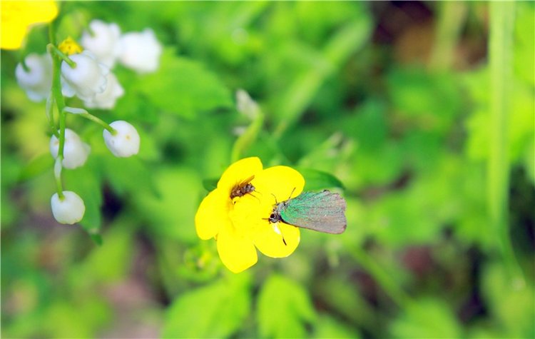 Ландышевый Лес. Twinkles Ella Chocolate