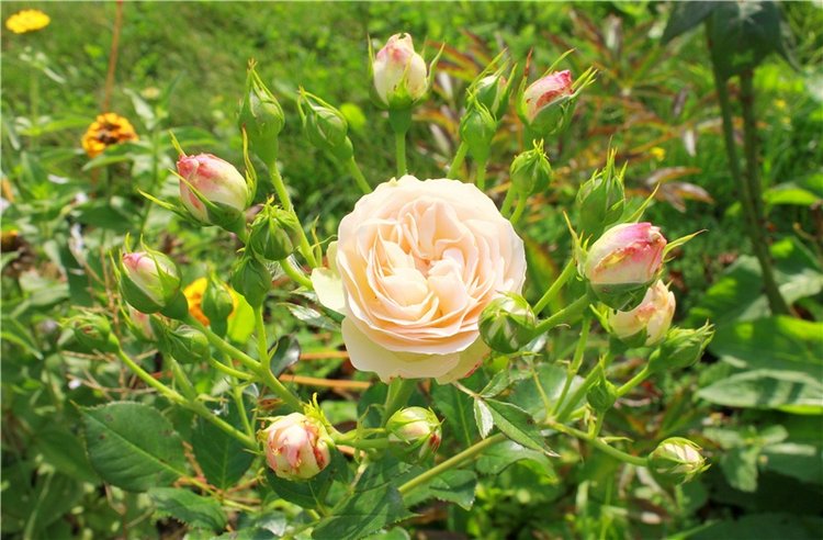 Сентябрьское путешествие в Старицу. Старицкий Свято-Успенский Монастырь