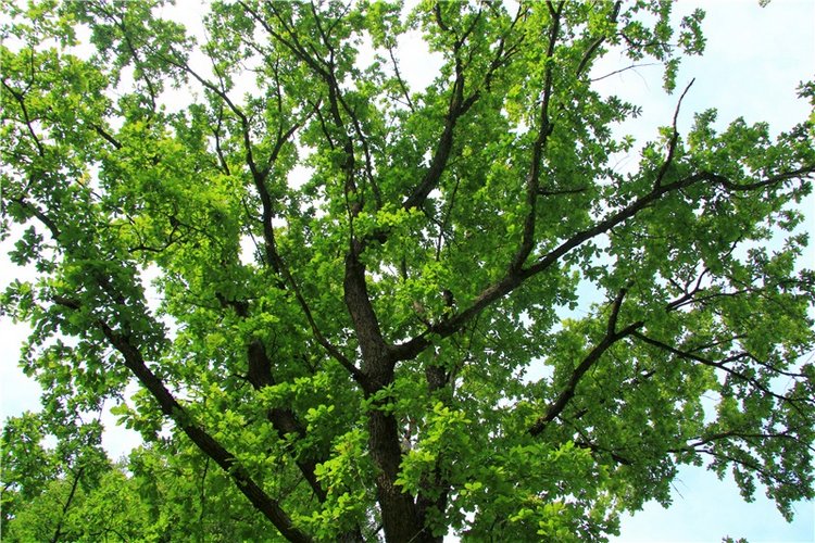 Путешествие Виолы в Усадьбу Знаменское-Раёк