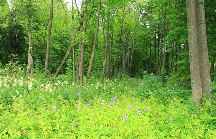 Путешествие Виолы в Усадьбу Знаменское-Раёк