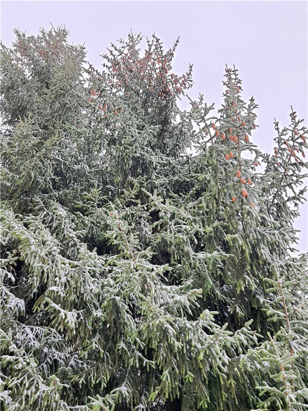 Непогода нынче в моде — Куклы Meadow dolls (Медовушки): BJD (БЖД)