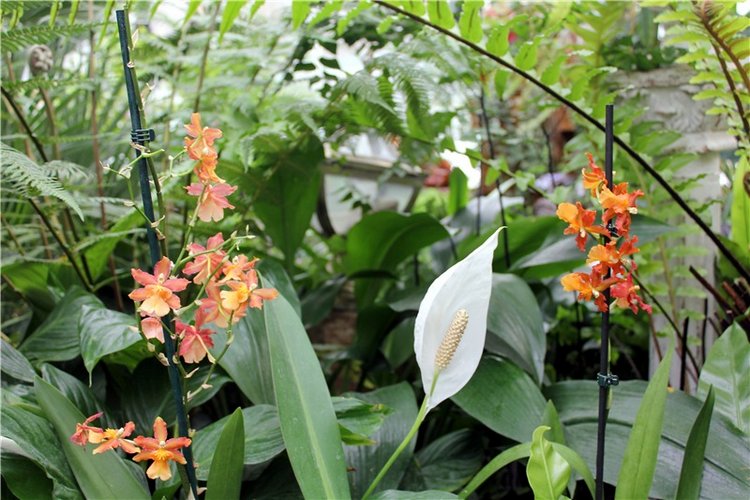 Тверской Ботанический Сад, продолжение | Бэйбики Тверской Ботанический Сад, продолжение