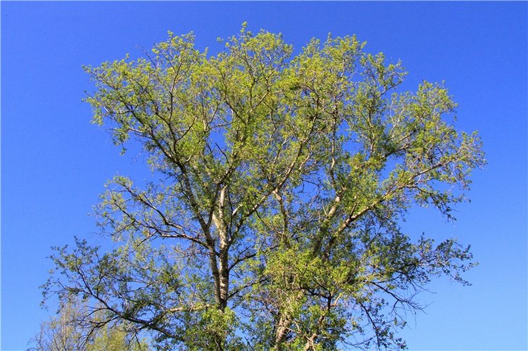 Одуванчиковая нежность, прогулка по Торжку