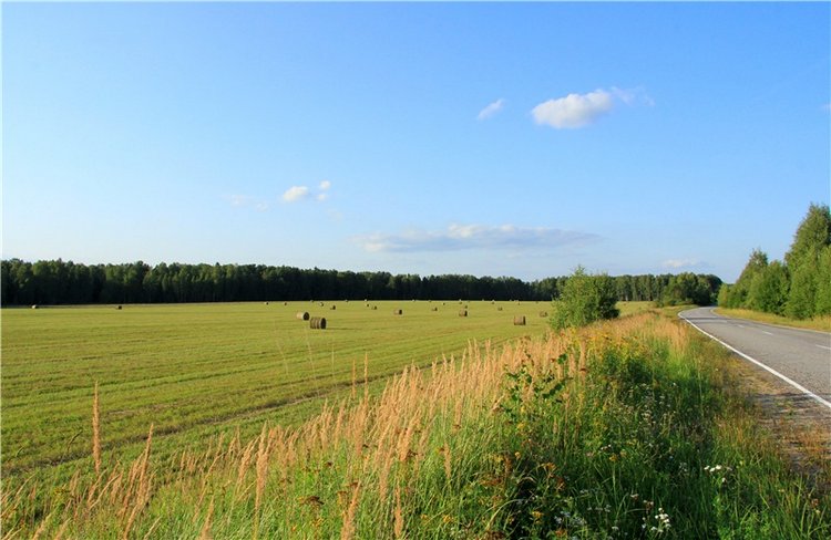 Августовская прогулка в Берново. Zwergnase Mischa
