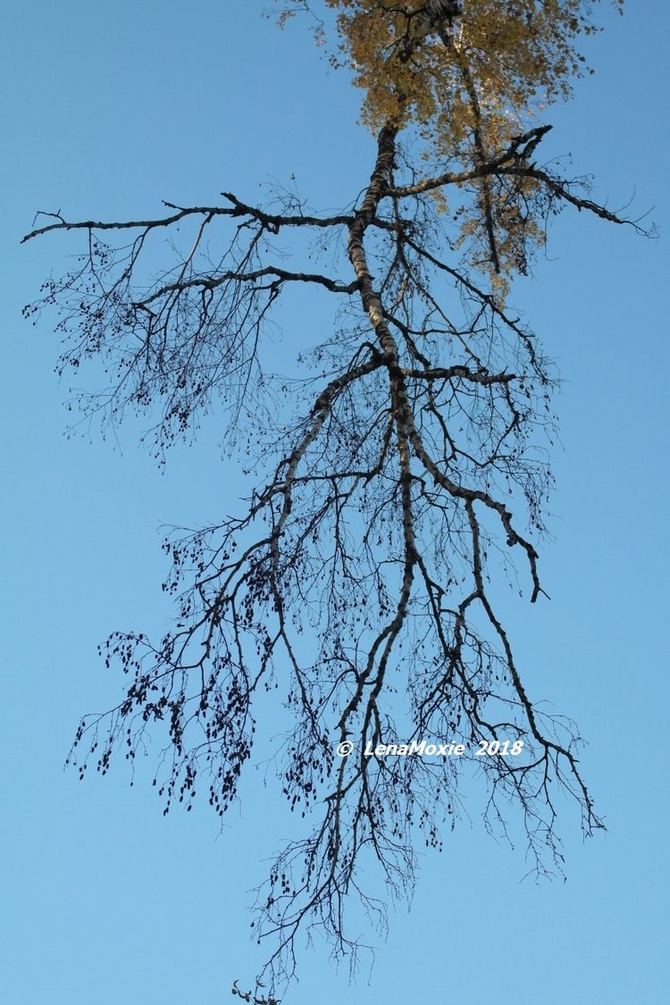 Прощание с теплой Осенью — Куклы Kidz'n'Cats (Соня Хартман): шарнирные 46 см (фото 3)