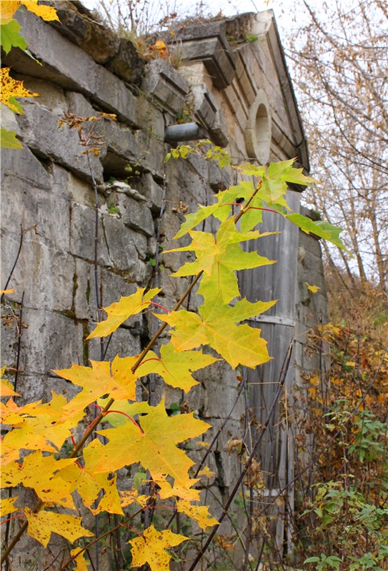 Осеннее путешествие с Мишей. Zwergnase Mischa | Бэйбики Осеннее путешествие с Мишей. Zwergnase Mischa (фото 9)
