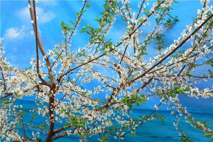 Тюльпановый Рай, продолжение. Выставка тюльпанов в Твери. Mini Layla elf Sunkissed skin от Kaye Wiggs