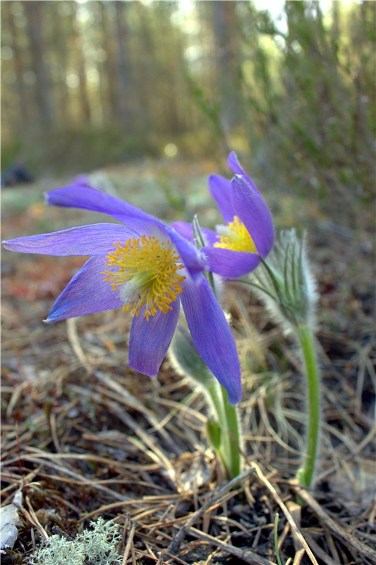 Джиджи на Орше. BJD Gigi от Meadow Dolls (фото 6)