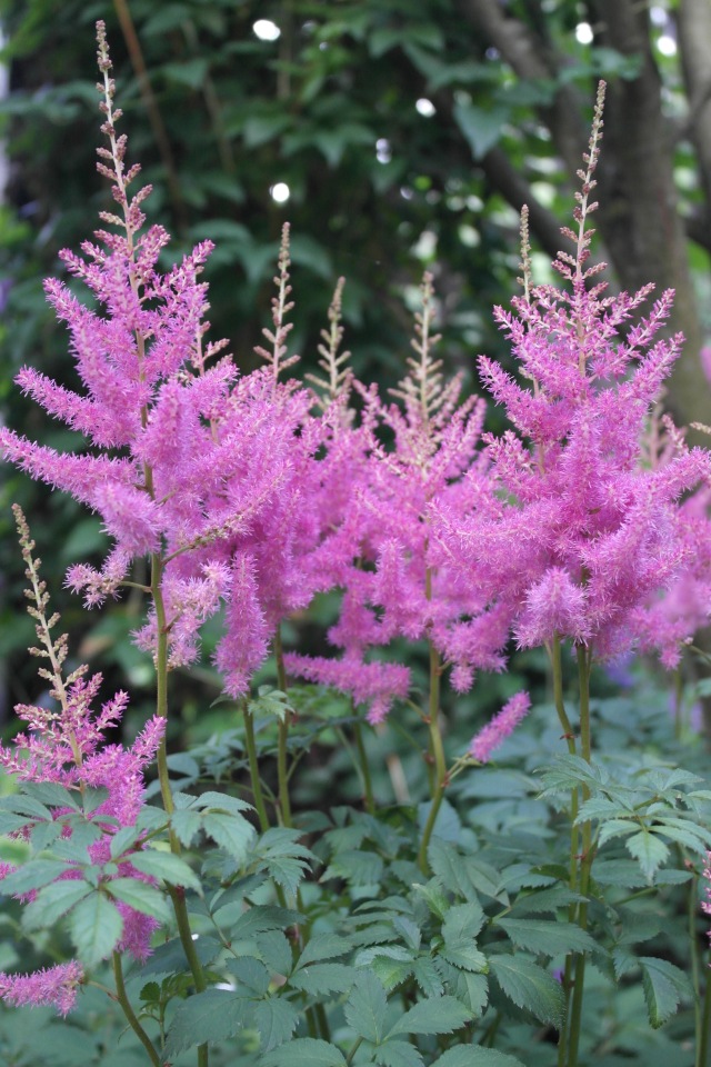 Мои куклы Kidz'n'Cats. Леночка 2015 (фото 9)