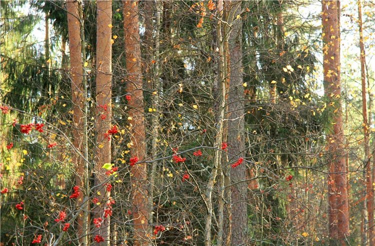 Осенняя прогулка Tammy в лесу