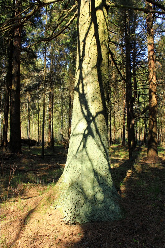 Савватьева Пустынь, Тверская область