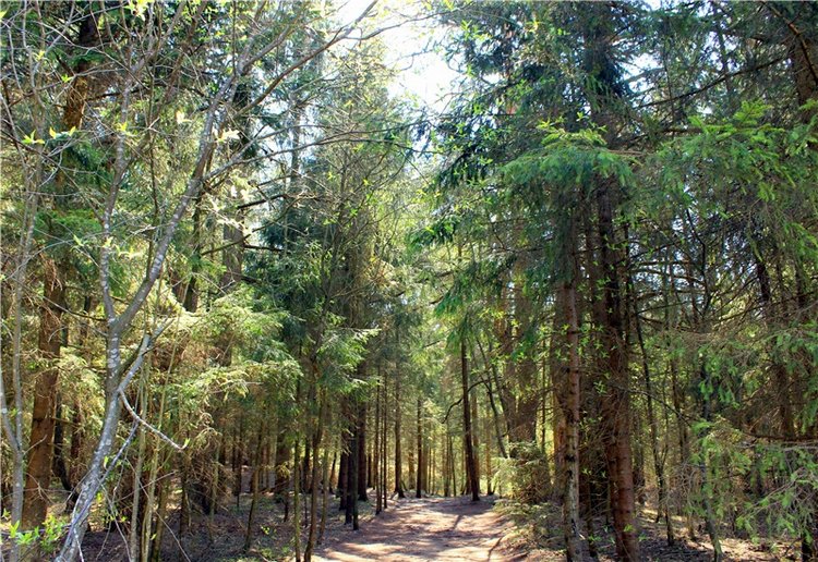 Савватьева Пустынь, Тверская область