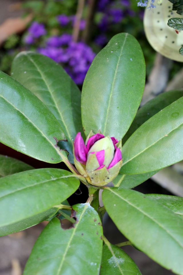 Любовь нечаянно нагрянет — Фэшн