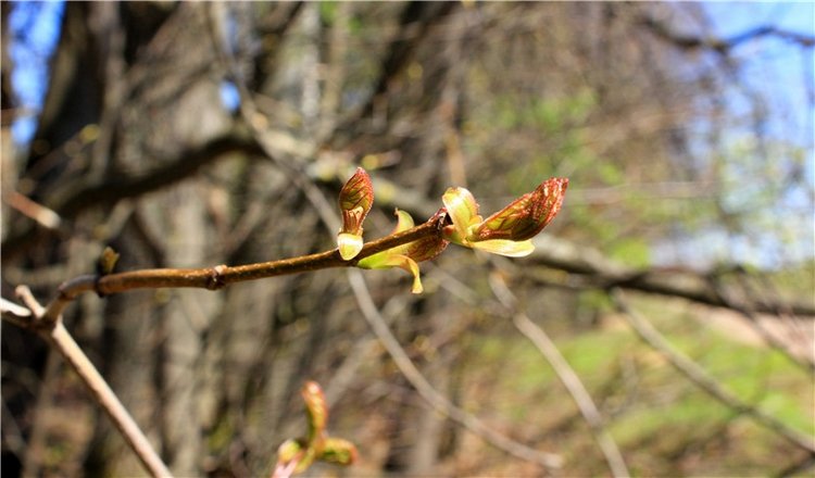 Путешествие Софи в Старицу, продолжение. Lati HoneyBee New Mystic Sophie