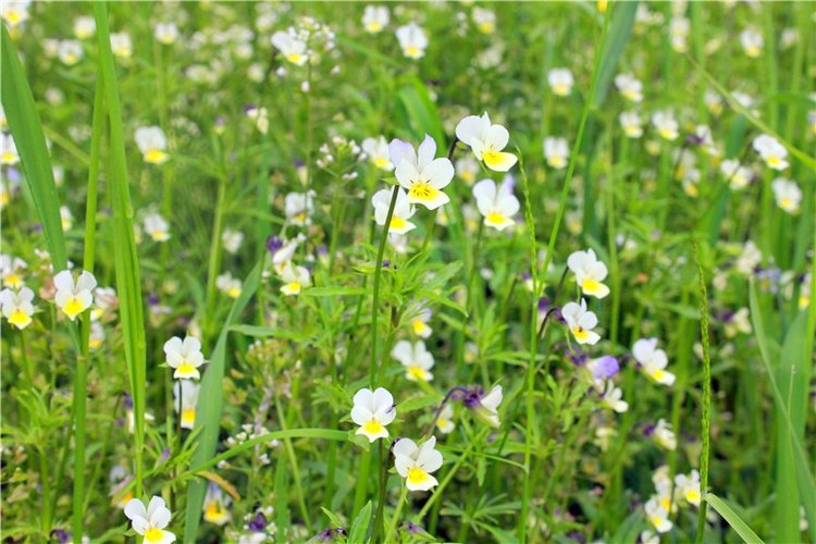 Солнечное поле. Twinkles Ella Chocolate