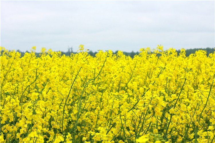 Солнечное поле. Twinkles Ella Chocolate