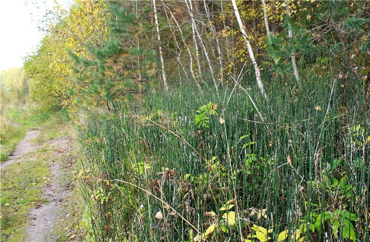 Путешествие Имани на Волгу, продолжение. Mini Imani от Kaye Wiggs