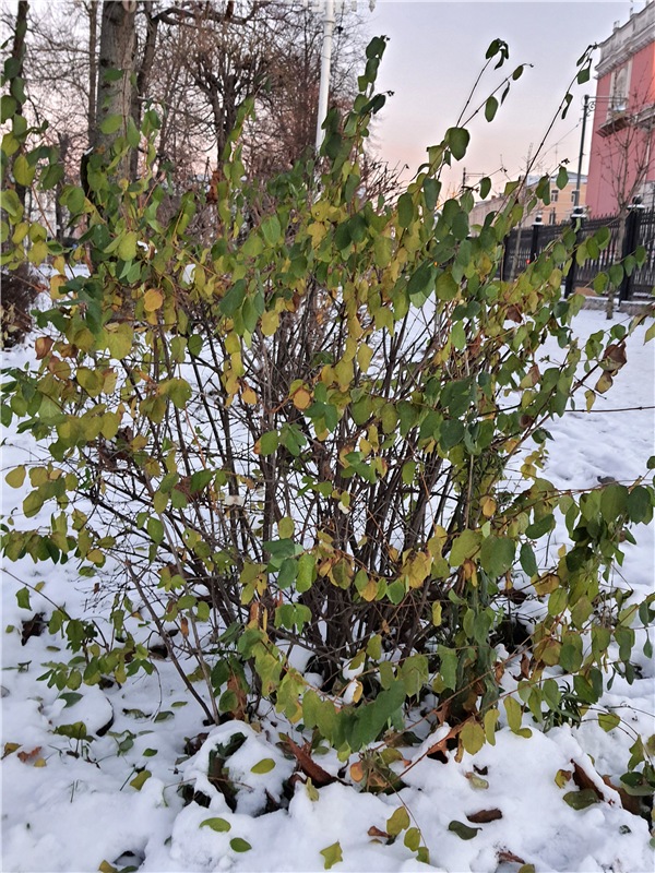 Декабрьская Тверь — Туризм и путешествия: фотоотчеты из поездок