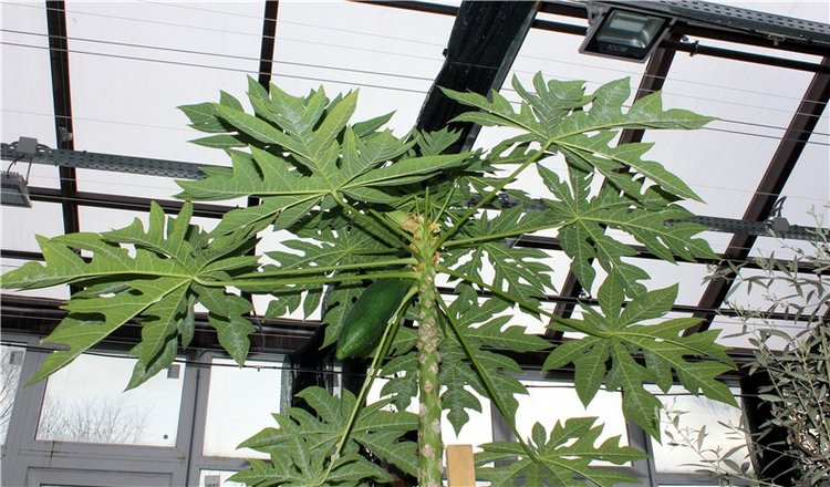 Тверской Ботанический Сад, продолжение | Бэйбики Тверской Ботанический Сад, продолжение