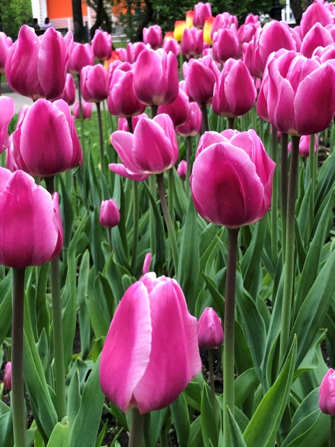 Тони Старк: приключения без брони. Был месяц май, половина вторая (фото 9)