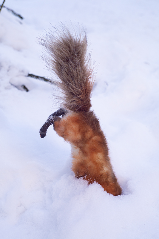 Прогулка с лисой по снегу (фото 6)