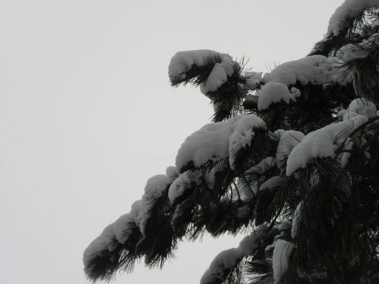 Король зимы — Разные шарнирные куклы (не БЖД): редкие (фото 10)